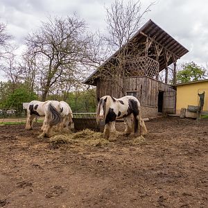 Enclosure of gypsy horses