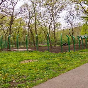 enclosure of water buffalo