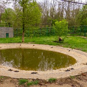 enclosure of brown bears