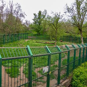 enclosure of brown bears