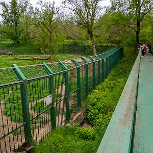 enclosure of brown bears