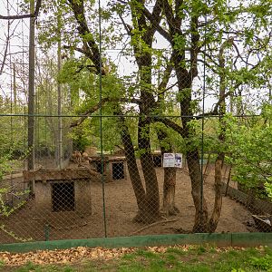 enclosure of barbary sheep