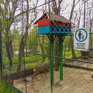 enclosure of roe deer