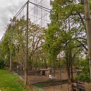 enclosure of barbary sheep & Alpaka