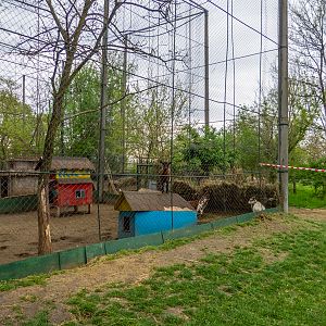 enclosure of goats
