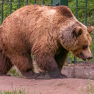 Brown bear / Ursus arctos