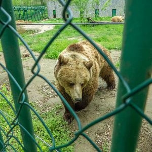 Brown bear / Ursus arctos