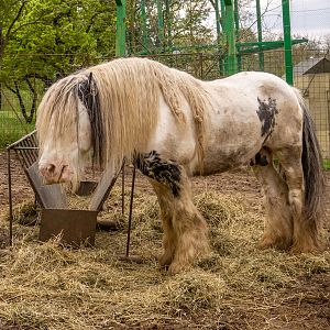 Gypsy Horse / Equus caballus
