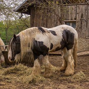 Gypsy Horse / Equus caballus