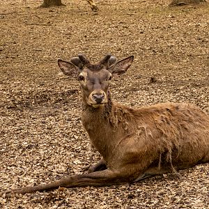 Red deer / Cervus elaphus montanus