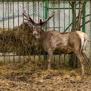 Red deer / Cervus elaphus montanus