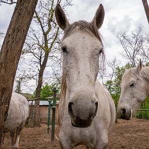 Lipizzan / Equus caballus