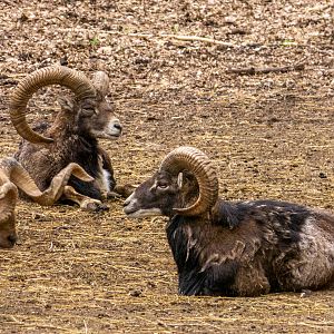 mouflon / Ovis gmelini