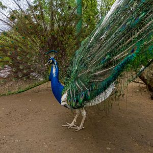 Indian peafowl / Pavo cristatus