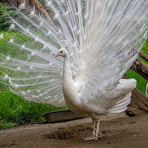 Indian peafowl / Pavo cristatus