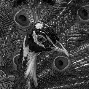 Indian peafowl / Pavo cristatus