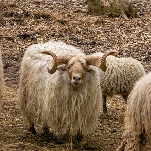 stogosa sheep / Ovis gmelini aries