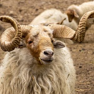 stogosa sheep / Ovis gmelini aries