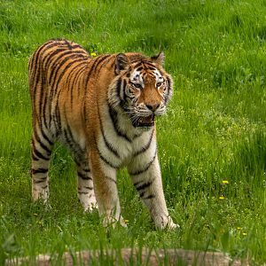 Siberian tiger / Panthera tigris altaica