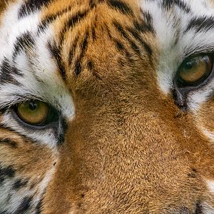 Siberian tiger / Panthera tigris altaica