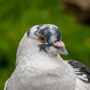 Dove / Columba livia f. domestica