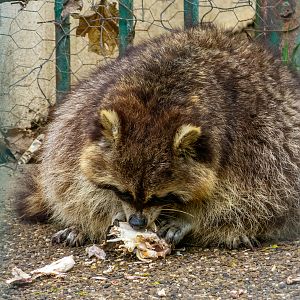 Raccoon / Procyon lotor