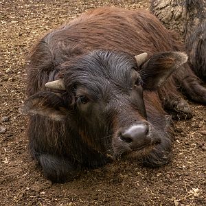 Water buffalo / Bubalus arnee