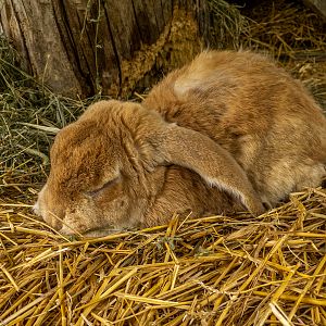 Lop rabbit / Oryctolagus cuniculus f. domestica