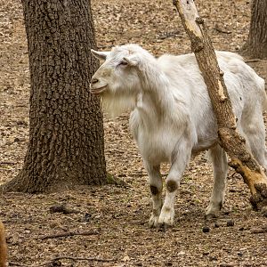 goat / Capra aegagrus hircus