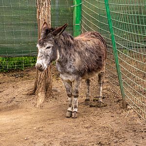 Donkey / Equus asinus asinus