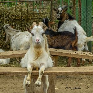 pygmy goat / Capra aegagrus hircus