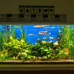 Aquarium