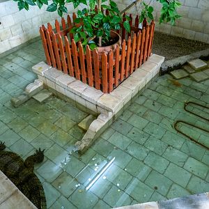 Enclosure of spectacled caiman