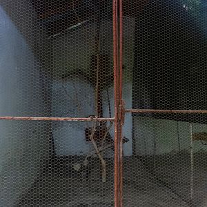 enclosure of Prevost's squirrel