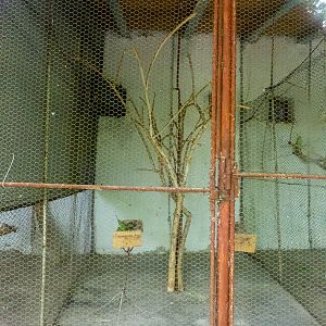 enclosure of budgerigars