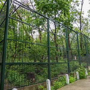 enclosure of brown bear
