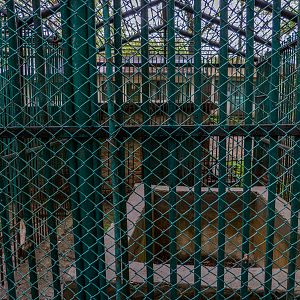 enclosure of brown bear