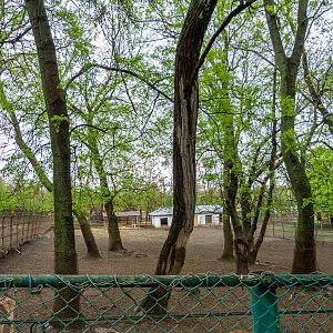enclosure of European fallow deer