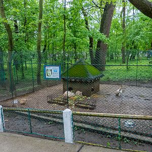 enclosure of rabbits