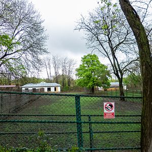 enclosure of mouflon