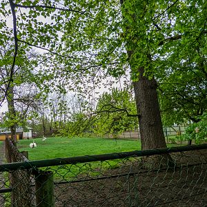 enclosure of Greater rhea