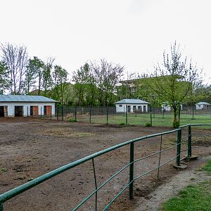 enclosure of ponies (Background barbary sheep)