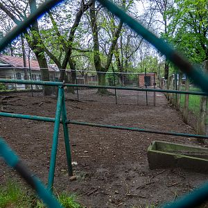 enclosure of ostrich