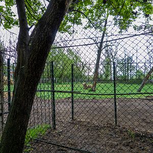 enclosure of bactrian camel