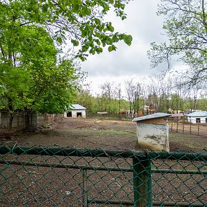 enclosure of water buffalo
