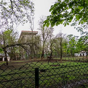 enclosure of ancole watussi