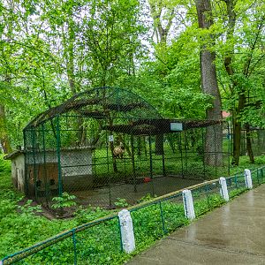 enclosure of birma cat