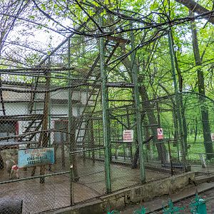 enclosure of monkeys