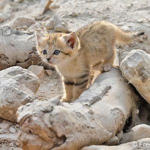 sand cat (1 month old)