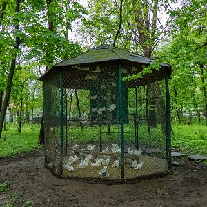 enclosure of doves